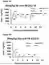 Fig. 09 - Bicyclic pyridine compositions and methods of using the same for cancer therapy