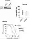 Fig. 14 - Bicyclic pyridine compositions and methods of using the same for cancer therapy