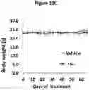Fig. 24 - Bicyclic pyridine compositions and methods of using the same for cancer therapy