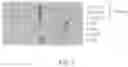 Fig. 03 - METHODS FOR PURIFICATION OF MESSENGER RNA
