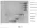 Fig. 09 - METHODS FOR PURIFICATION OF MESSENGER RNA