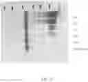 Fig. 22 - METHODS FOR PURIFICATION OF MESSENGER RNA