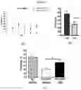 Fig. 09 - URIDINE NUCLEOSIDE DERIVATIVES, COMPOSITIONS AND METHODS OF USE