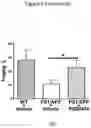 Fig. 12 - URIDINE NUCLEOSIDE DERIVATIVES, COMPOSITIONS AND METHODS OF USE