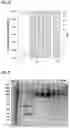 Fig. 11 - METHODS OF ISOLATING A PROTEIN