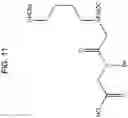 Fig. 12 - Peptoid-based chelating ligands for selective metal chelation