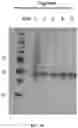 Fig. 06 - Virus-inspired compositions and methods of redirecting preexisting immune responses using the same for treatment of cancer