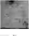 Fig. 07 - Virus-inspired compositions and methods of redirecting preexisting immune responses using the same for treatment of cancer