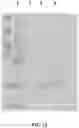 Fig. 17 - Virus-inspired compositions and methods of redirecting preexisting immune responses using the same for treatment of cancer