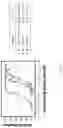 Fig. 07 - Multivalent particles compositions and methods of use