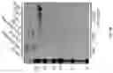 Fig. 14 - Multivalent particles compositions and methods of use
