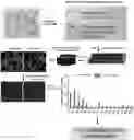 Fig. 01 - Smart single-domain intrabodies with precision switches for biomedical applications