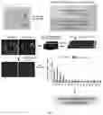 Fig. 02 - Smart single-domain intrabodies with precision switches for biomedical applications