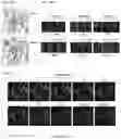 Fig. 04 - Smart single-domain intrabodies with precision switches for biomedical applications