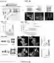 Fig. 05 - Smart single-domain intrabodies with precision switches for biomedical applications