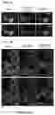 Fig. 10 - Smart single-domain intrabodies with precision switches for biomedical applications