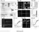 Fig. 11 - Smart single-domain intrabodies with precision switches for biomedical applications