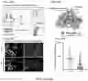 Fig. 16 - Smart single-domain intrabodies with precision switches for biomedical applications