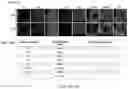 Fig. 30 - Smart single-domain intrabodies with precision switches for biomedical applications