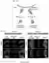 Fig. 32 - Smart single-domain intrabodies with precision switches for biomedical applications