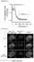 Fig. 40 - Smart single-domain intrabodies with precision switches for biomedical applications
