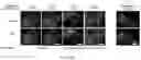 Fig. 41 - Smart single-domain intrabodies with precision switches for biomedical applications
