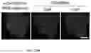 Fig. 42 - Smart single-domain intrabodies with precision switches for biomedical applications