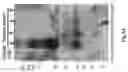Fig. 05 - SECRETORY PROTEIN