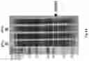 Fig. 07 - SECRETORY PROTEIN