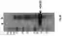Fig. 08 - SECRETORY PROTEIN