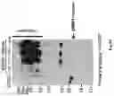 Fig. 09 - SECRETORY PROTEIN