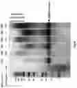 Fig. 11 - SECRETORY PROTEIN