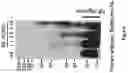 Fig. 13 - SECRETORY PROTEIN