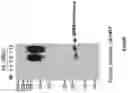 Fig. 14 - SECRETORY PROTEIN