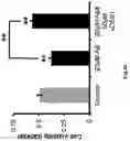 Fig. 15 - SECRETORY PROTEIN