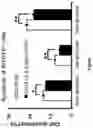 Fig. 16 - SECRETORY PROTEIN