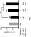 Fig. 19 - SECRETORY PROTEIN