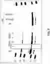 Fig. 04 - Alpha-synuclein substrates and methods for making and using the same
