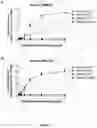 Fig. 03 - Soluble lipidated ligand agents for treating eye inflammation