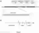 Fig. 09 - Soluble lipidated ligand agents for treating eye inflammation