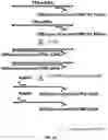 Fig. 07 - High throughput cloning of paired bipartite immunoreceptor polynucleotides and applications thereof