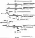Fig. 08 - High throughput cloning of paired bipartite immunoreceptor polynucleotides and applications thereof
