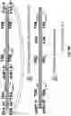 Fig. 17 - High throughput cloning of paired bipartite immunoreceptor polynucleotides and applications thereof
