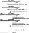 Fig. 19 - High throughput cloning of paired bipartite immunoreceptor polynucleotides and applications thereof