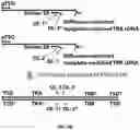 Fig. 20 - High throughput cloning of paired bipartite immunoreceptor polynucleotides and applications thereof