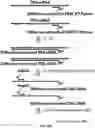 Fig. 21 - High throughput cloning of paired bipartite immunoreceptor polynucleotides and applications thereof