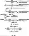 Fig. 22 - High throughput cloning of paired bipartite immunoreceptor polynucleotides and applications thereof