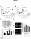 Fig. 09 - CELLS, COMPOSITIONS AND METHODS FOR ENHANCING IMMUNE FUNCTION