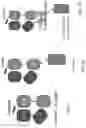 Fig. 02 - Antigen-Presenting Polypeptides with Chemical Conjugation Sites and Methods of Use Thereof