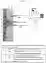 Fig. 46 - Antigen-Presenting Polypeptides with Chemical Conjugation Sites and Methods of Use Thereof